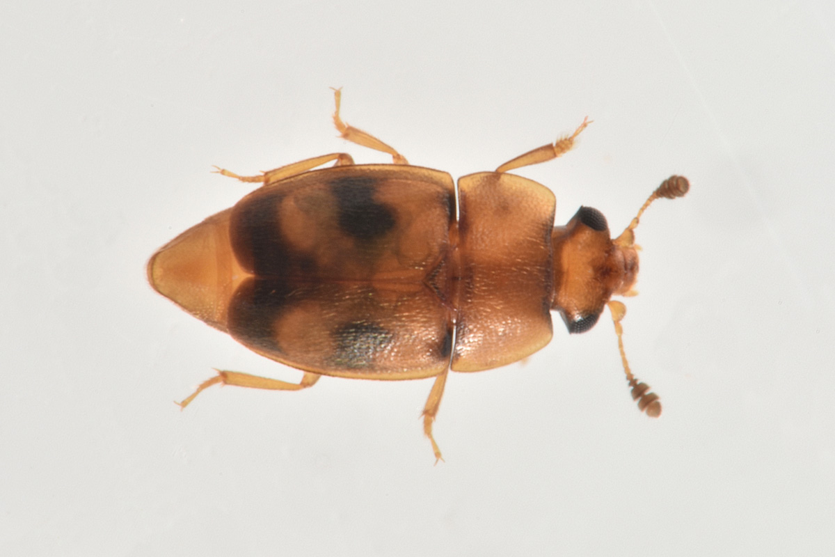 Nitidulidae: Epuraea ocularis? S.